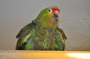 2011-07-10_10-52-23 2011-07-10_10-52-23
