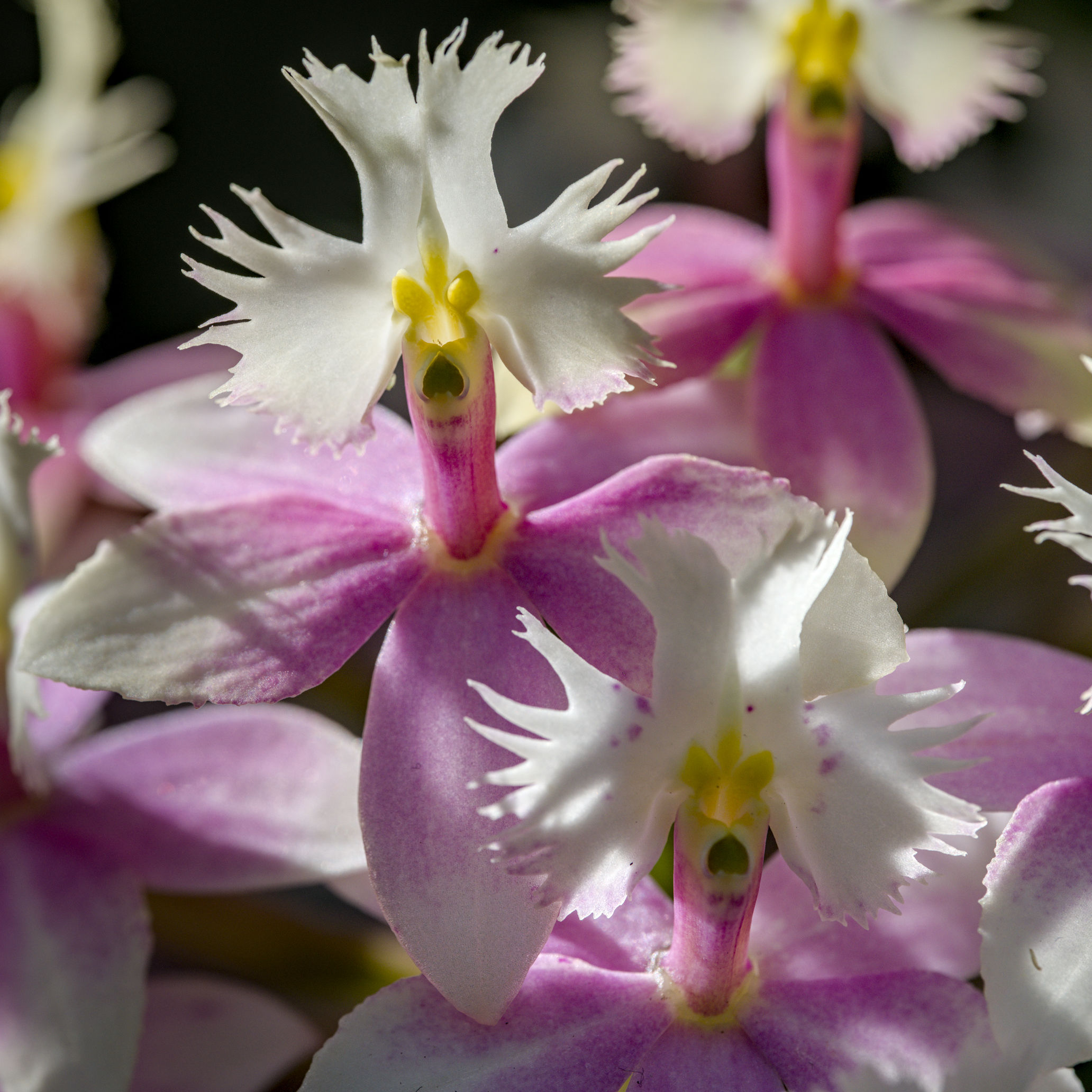 orchids that look like Beaker from Sesame Street