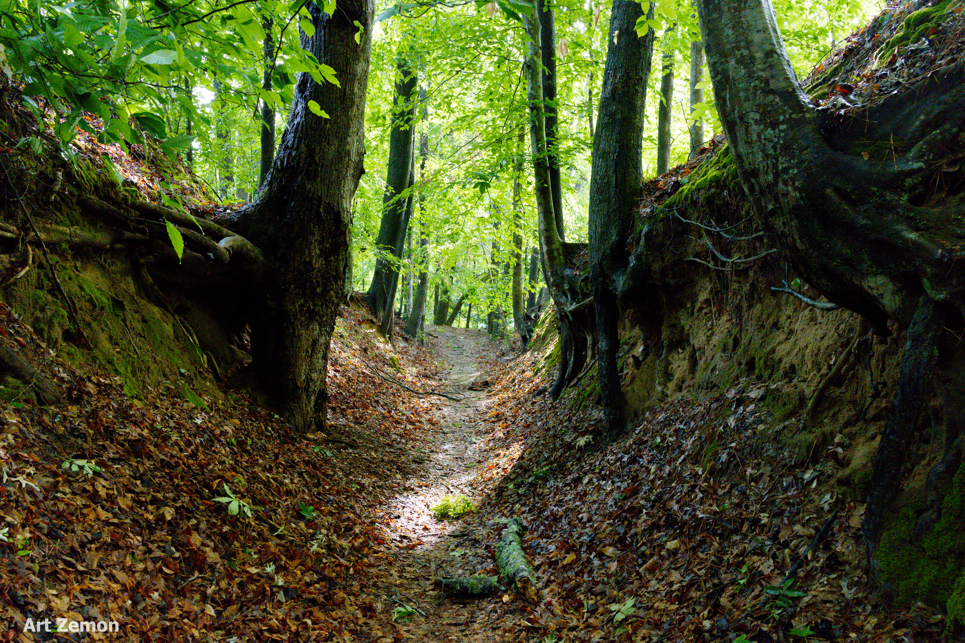 sunken walking trail, worn down about 15 feet below ground level. large trees grow from the side walls. green leaves above