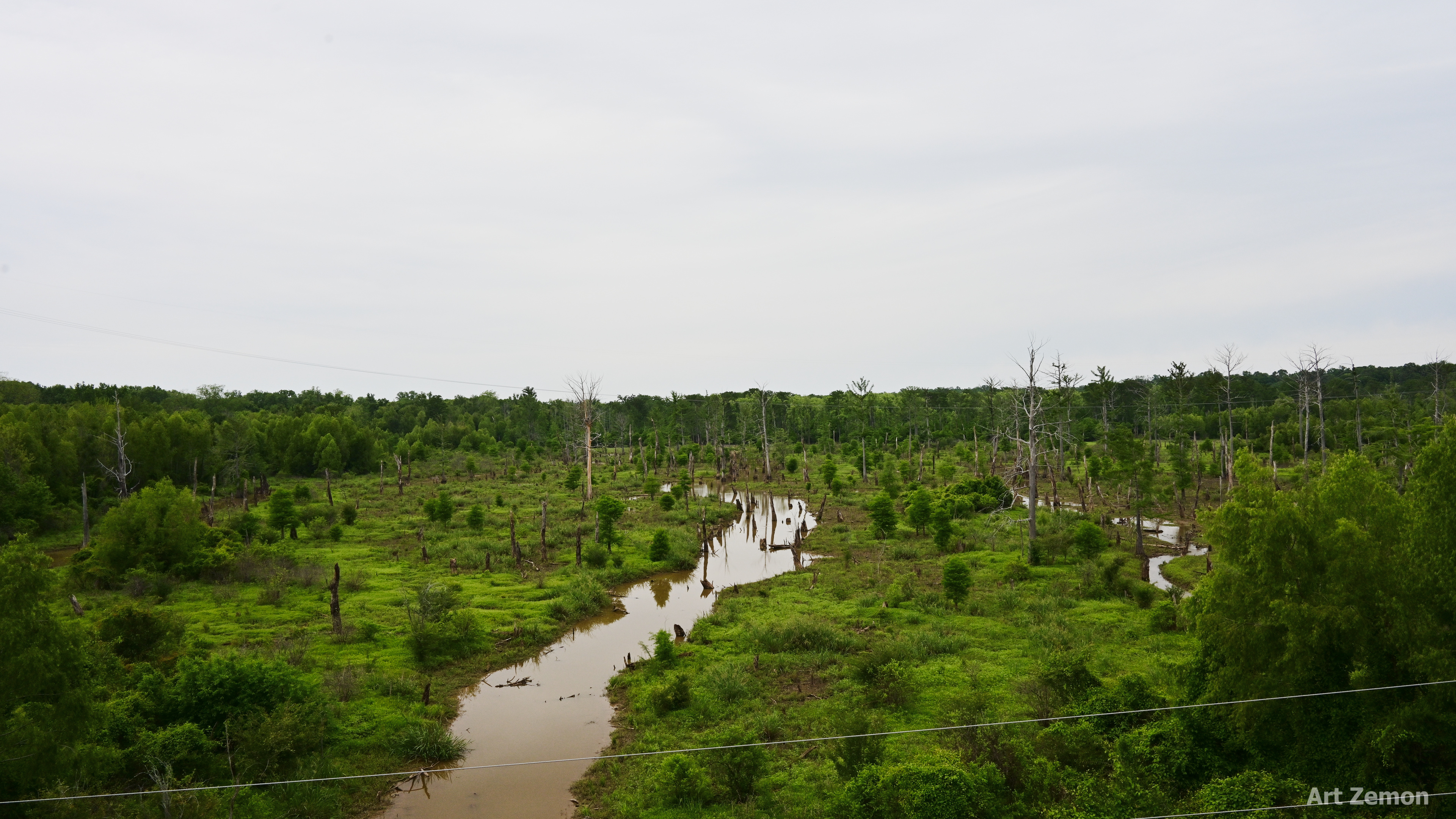 view of a swamp. there is lots of greenery, some streams of water, and some dead trees. the sky is overcast